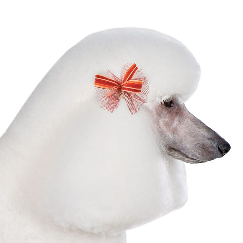 Bardel Bows Dog Grooming Bows