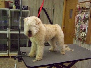 LucyBefore