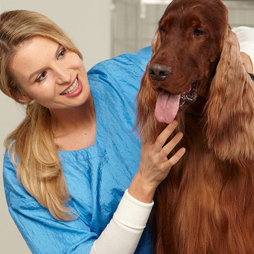 The Groomer's Role in Canine Oral Health Care