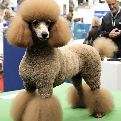 Groomer Goals