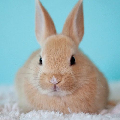 Grooming Rabbits 