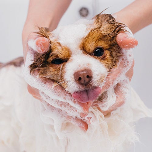 The importance of good skin care in dogs and cats