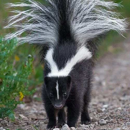 HOW TO EDUCATE YOUR CLIENTS ABOUT SKUNK ATTACKS ON THEIR PETS